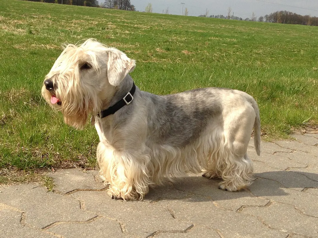 A Cesky Terrier