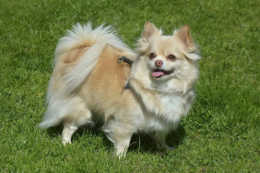 A Chihuahua