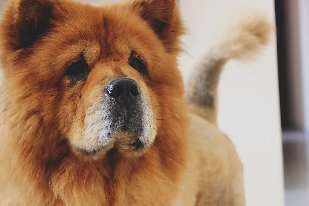 A Chow Chow