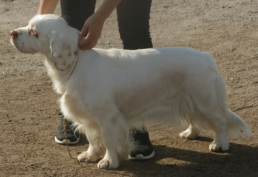 A Clumber Spaniel