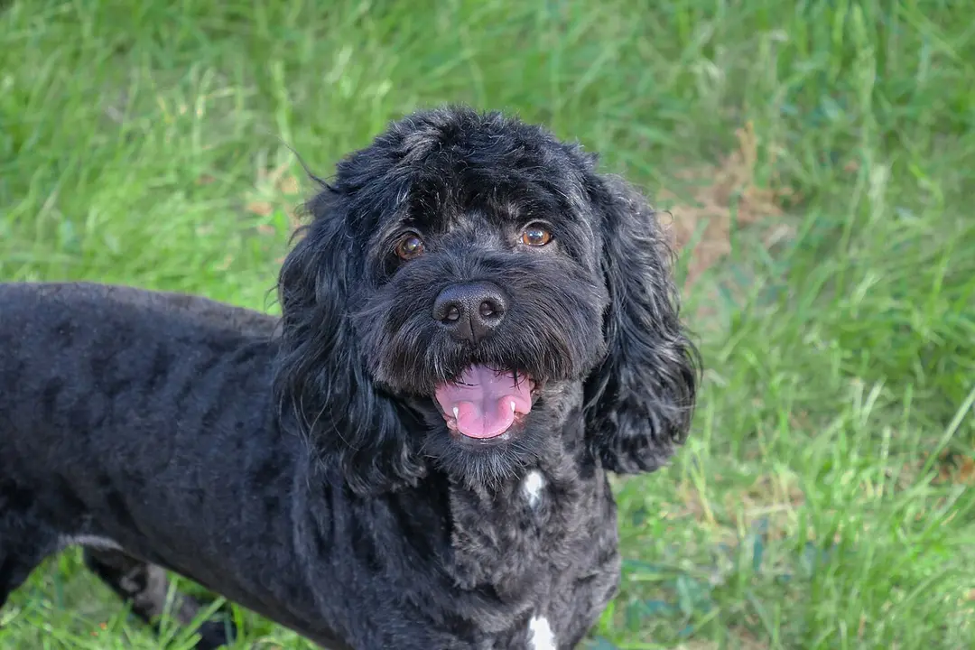 A Cockapoo