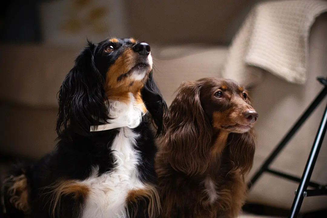 A Dachshund