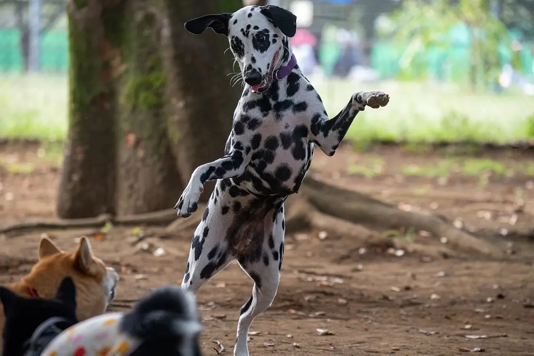 A Dalmatian