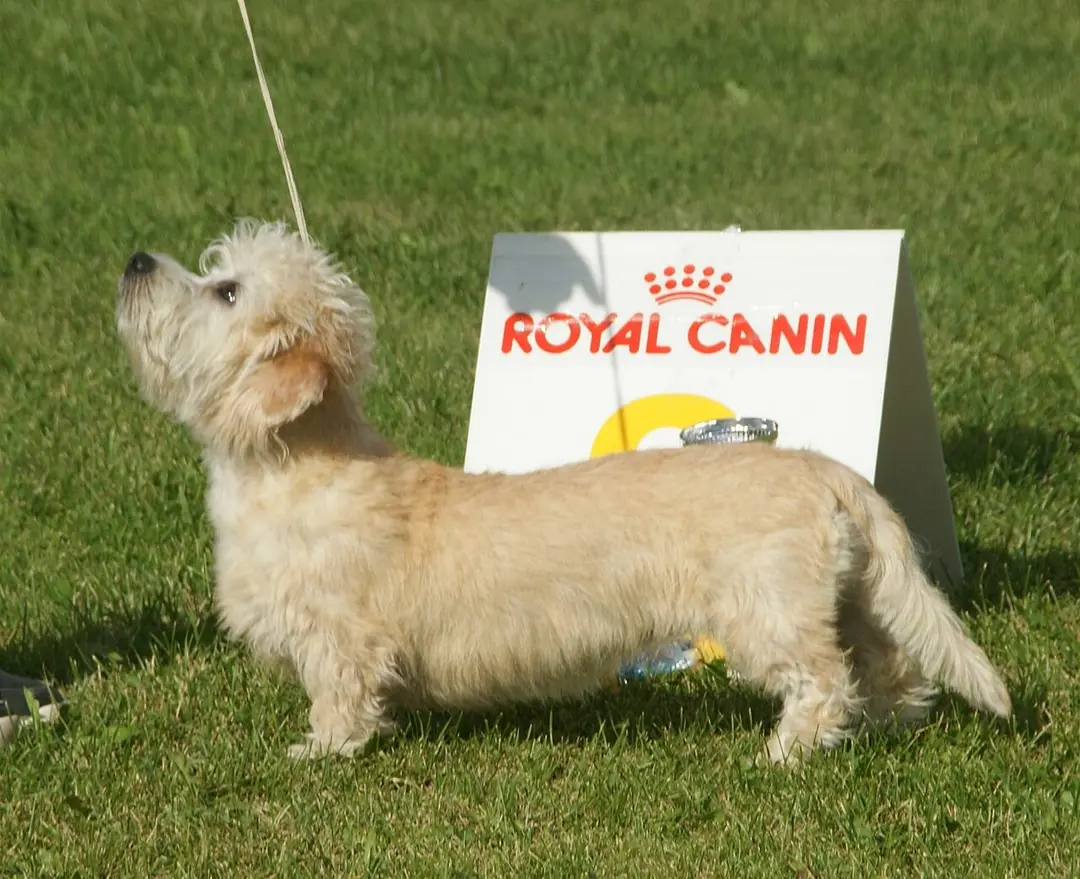 A Dandie Dinmont Terrier