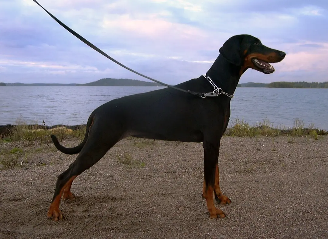 A Doberman Pinscher