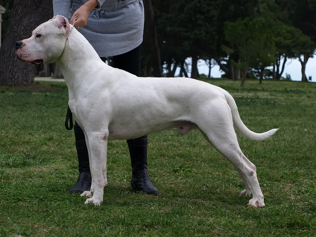 A Dogo Argentino