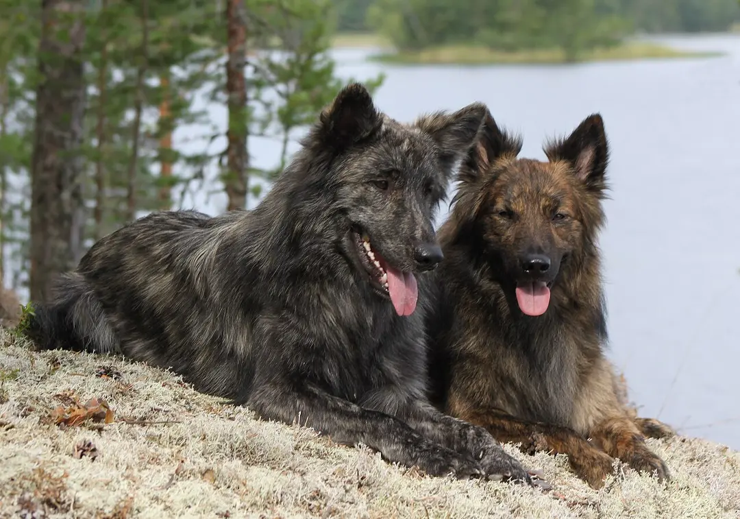 A Dutch Shepherd