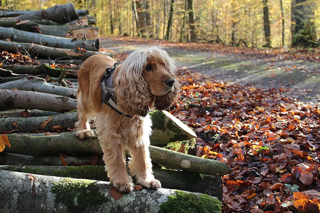 An English Cocker Spaniel