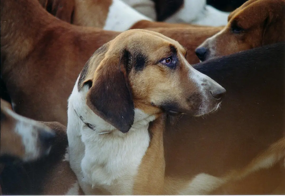 An English Foxhound