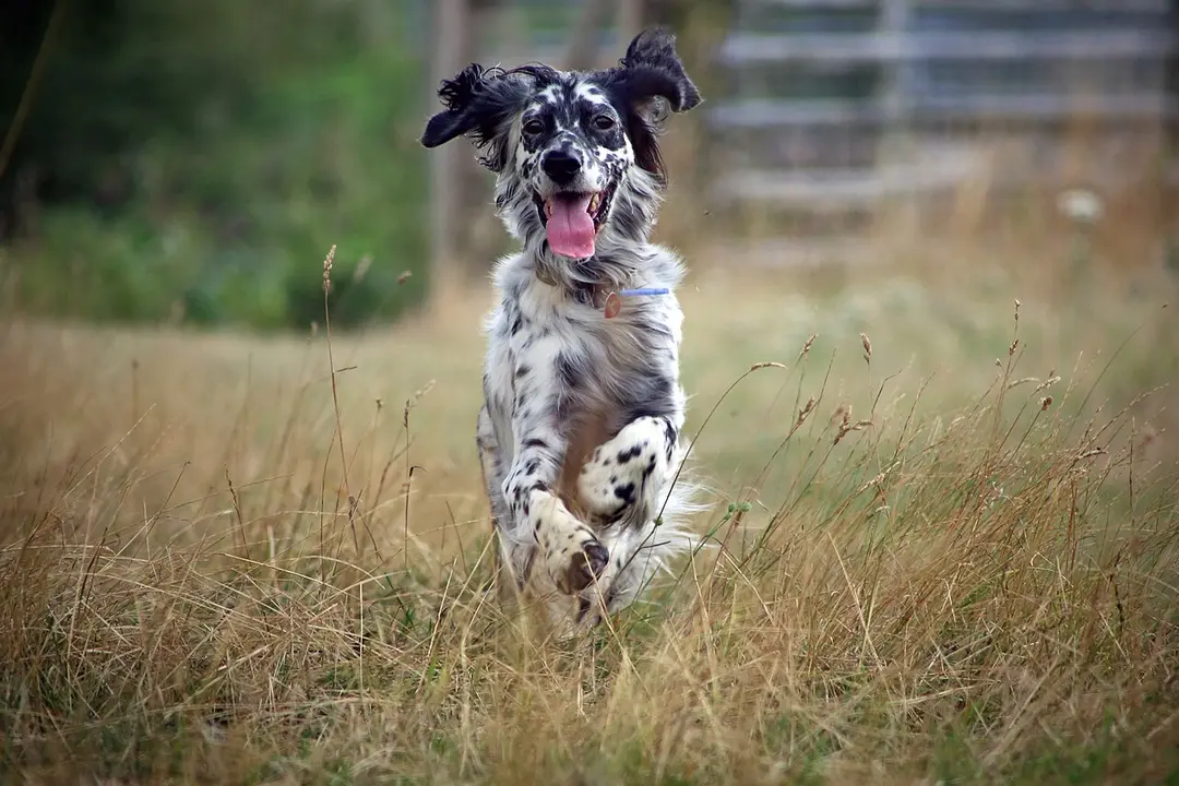 An English Setter