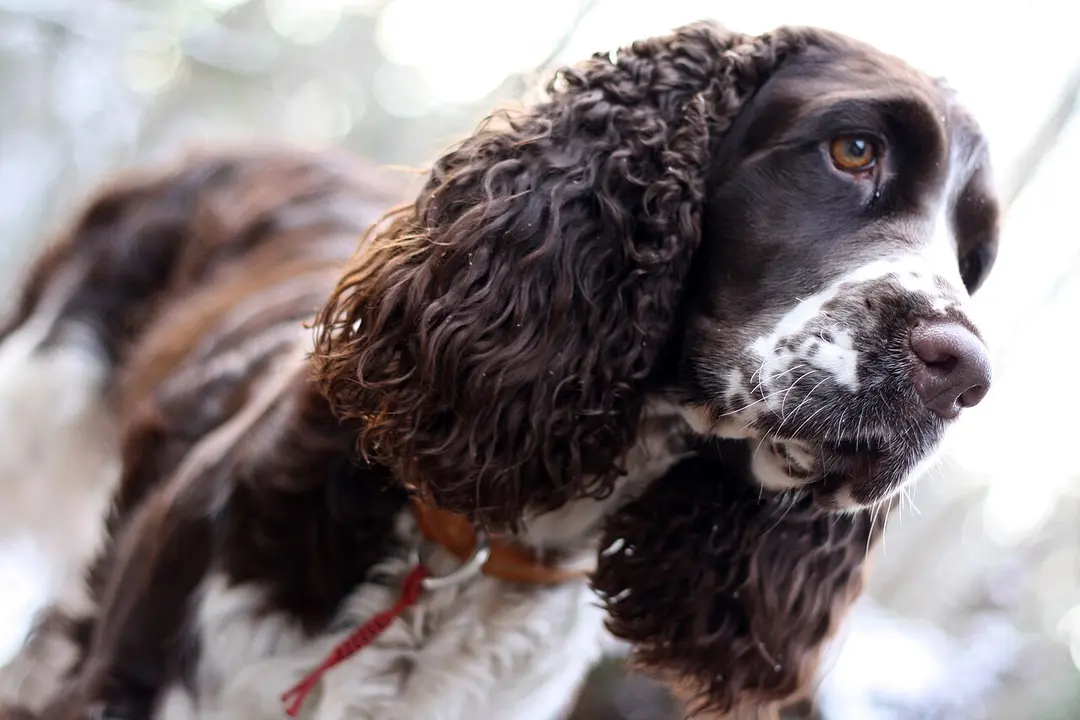 An English Springer Spaniel
