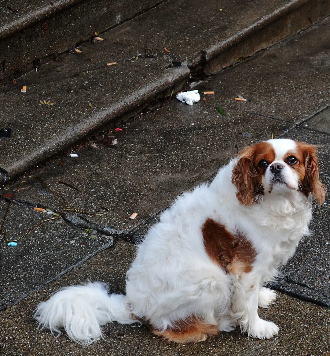 An English Toy Spaniel
