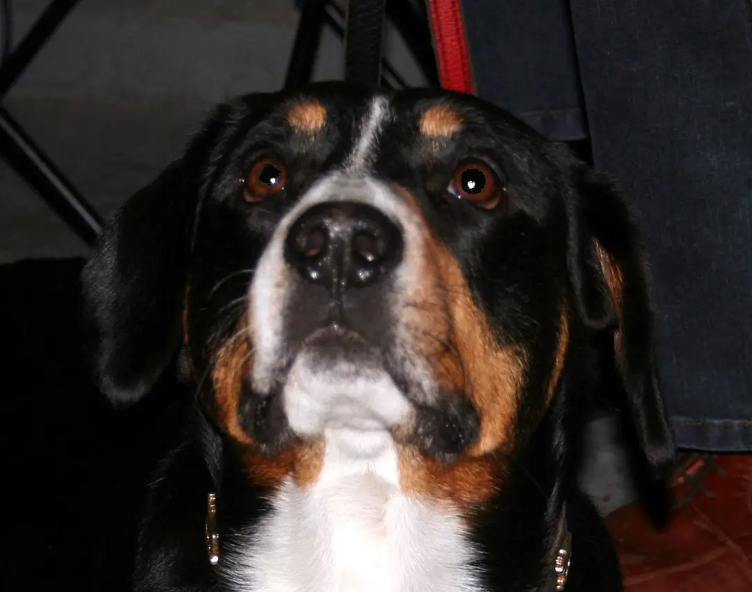 An Entlebucher Mountain Dog