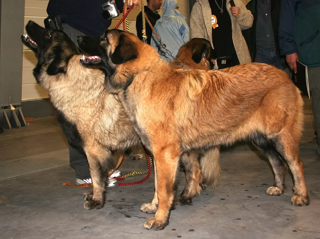 An Estrela Mountain Dog