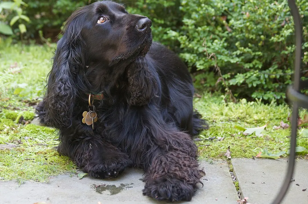 A Field Spaniel