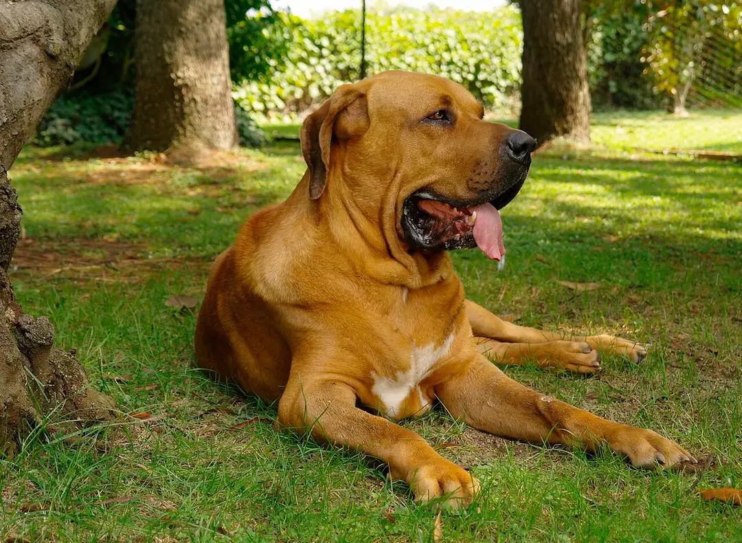 A Fila Brasileiro