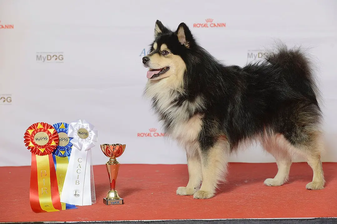 A Finnish Lapphund