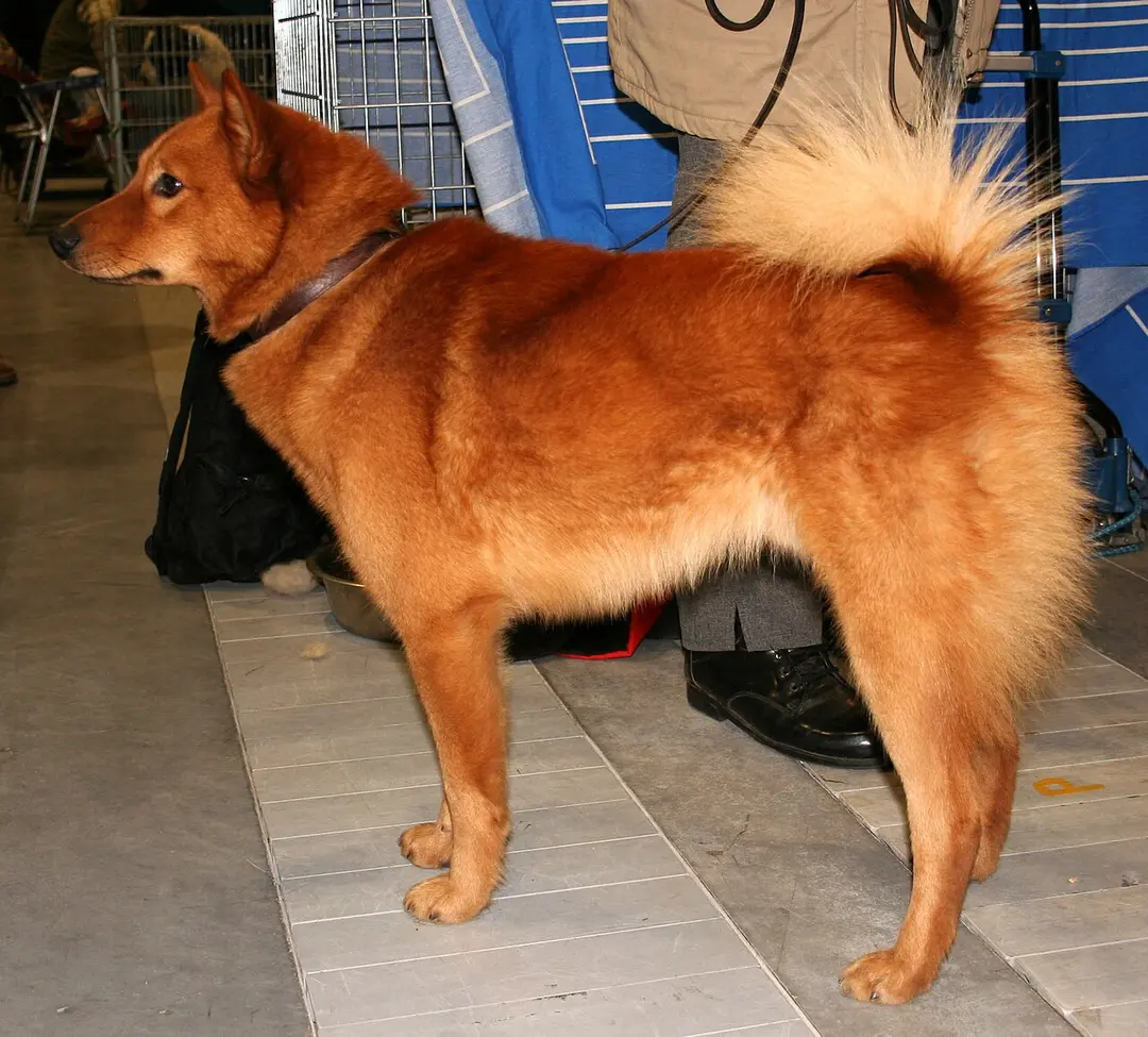 A Finnish Spitz