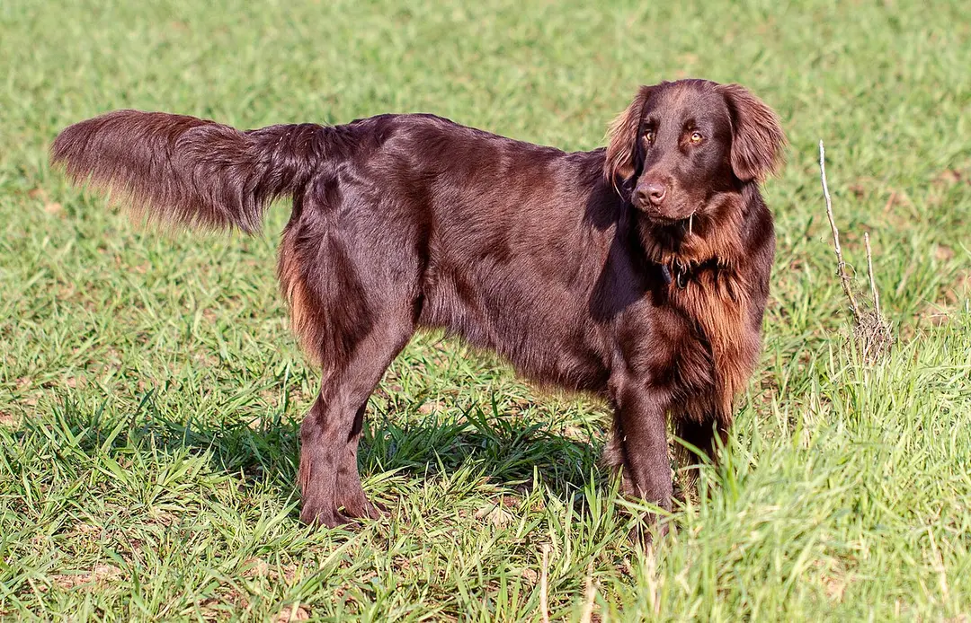 A Flat-Coated Retriever