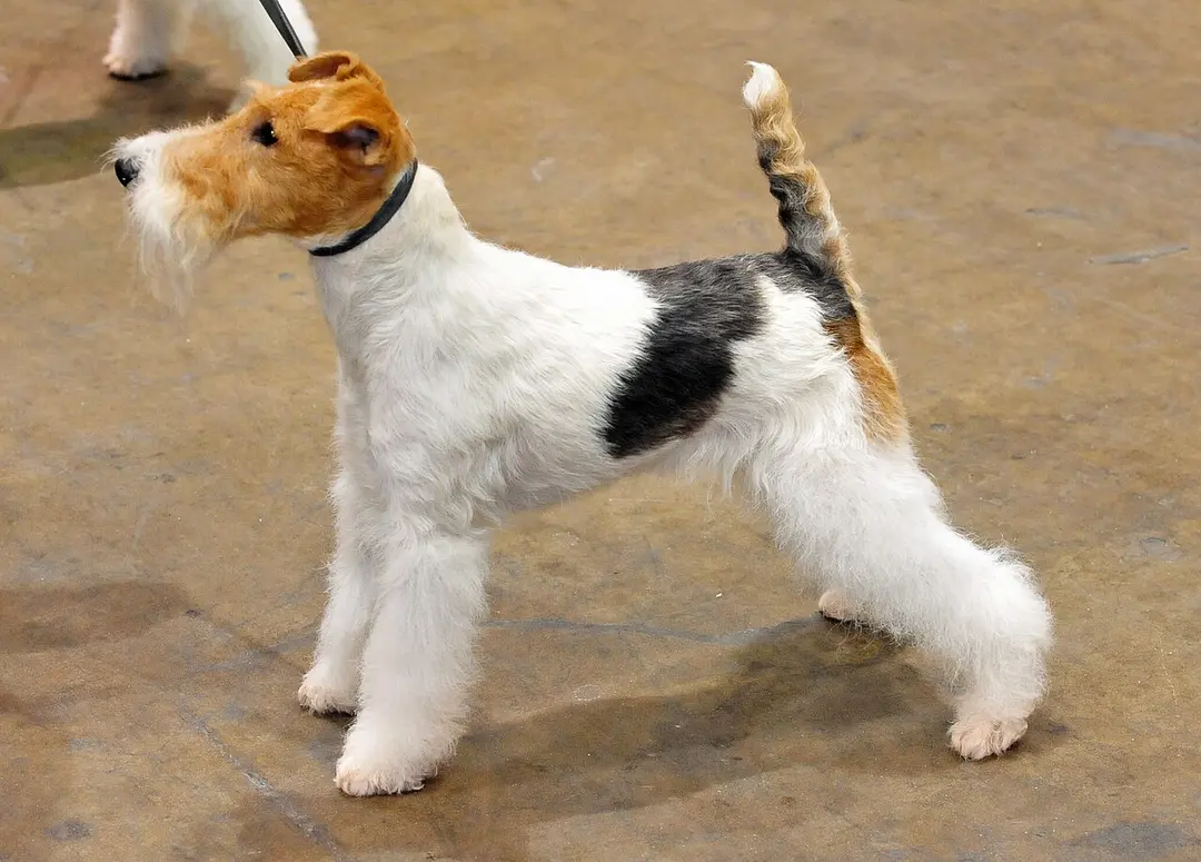 A Fox Terrier (Wire)