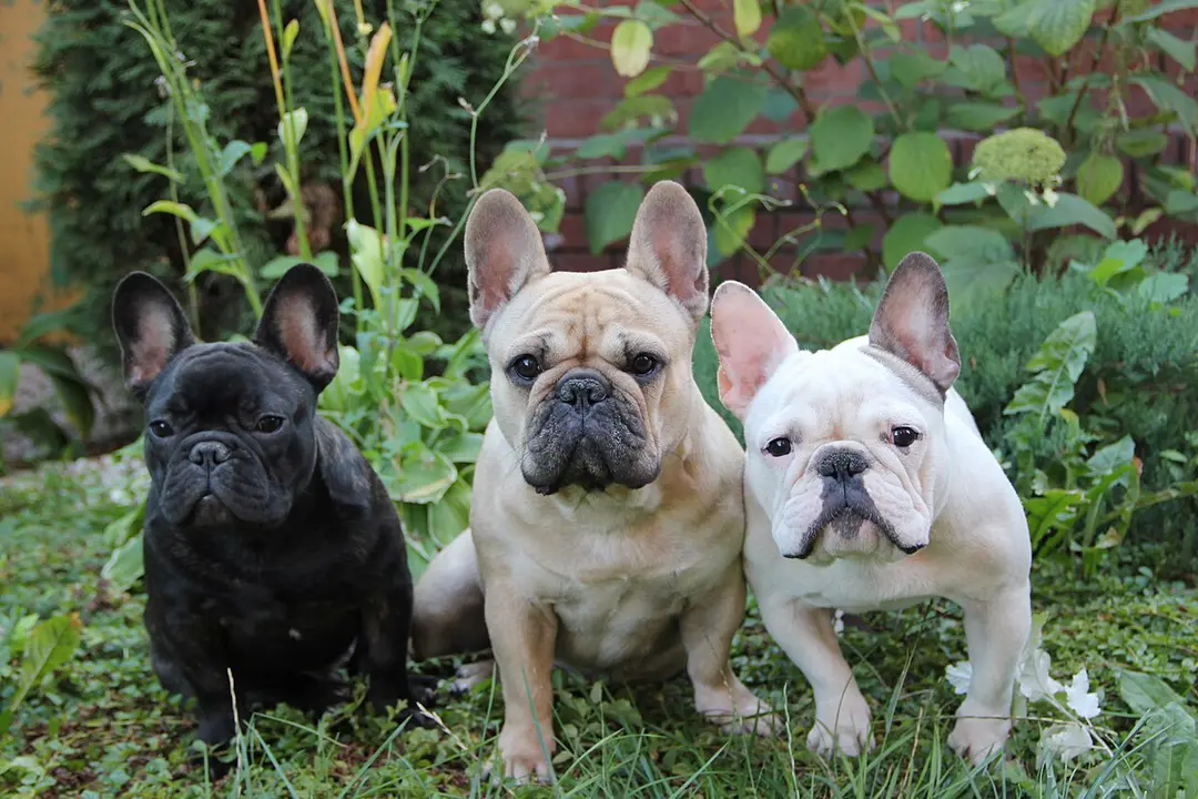 A French Bulldog
