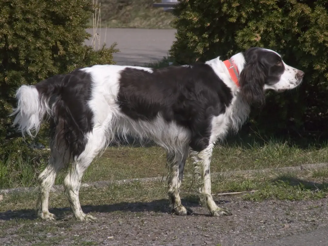 A French Spaniel