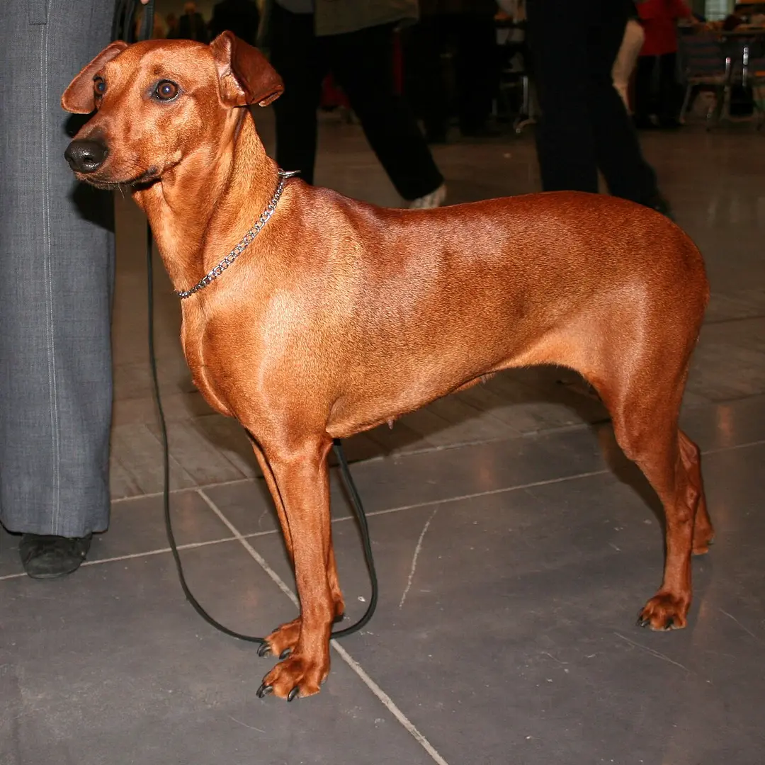 A German Pinscher