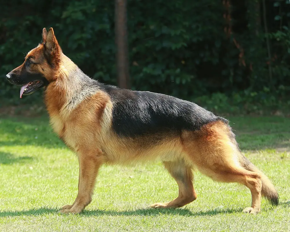 A German Shepherd