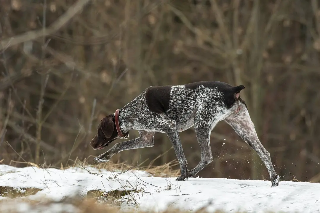 A German Shorthaired Pointer