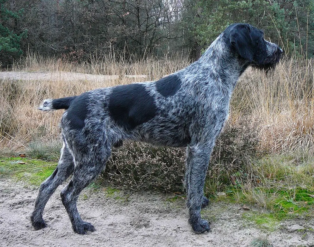 A German Wirehaired Pointer