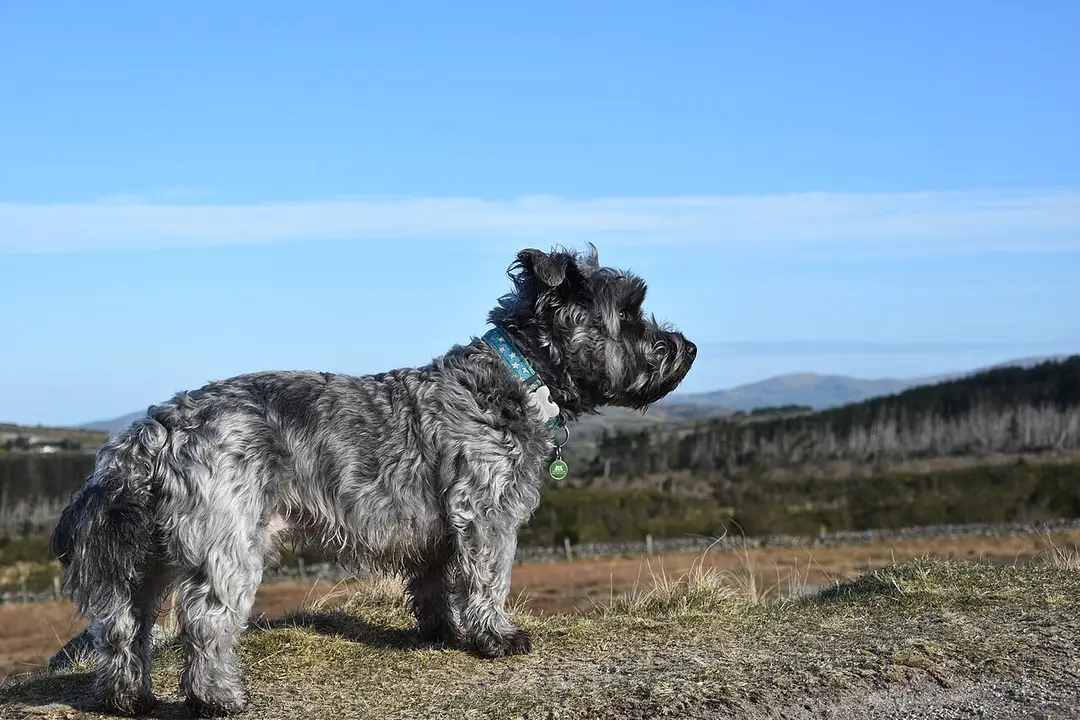 A Glen of Imaal Terrier