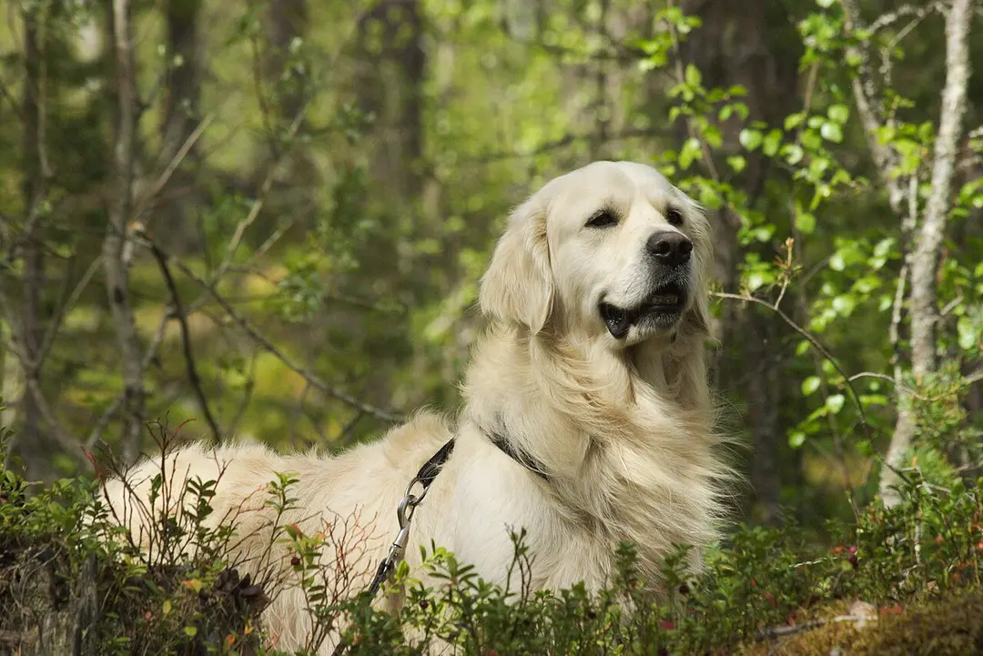 A Golden Retriever
