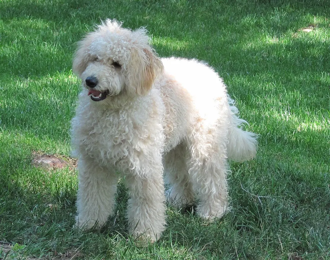 A Goldendoodle