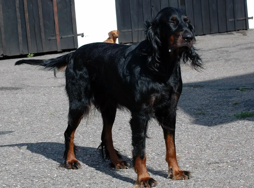 A Gordon Setter