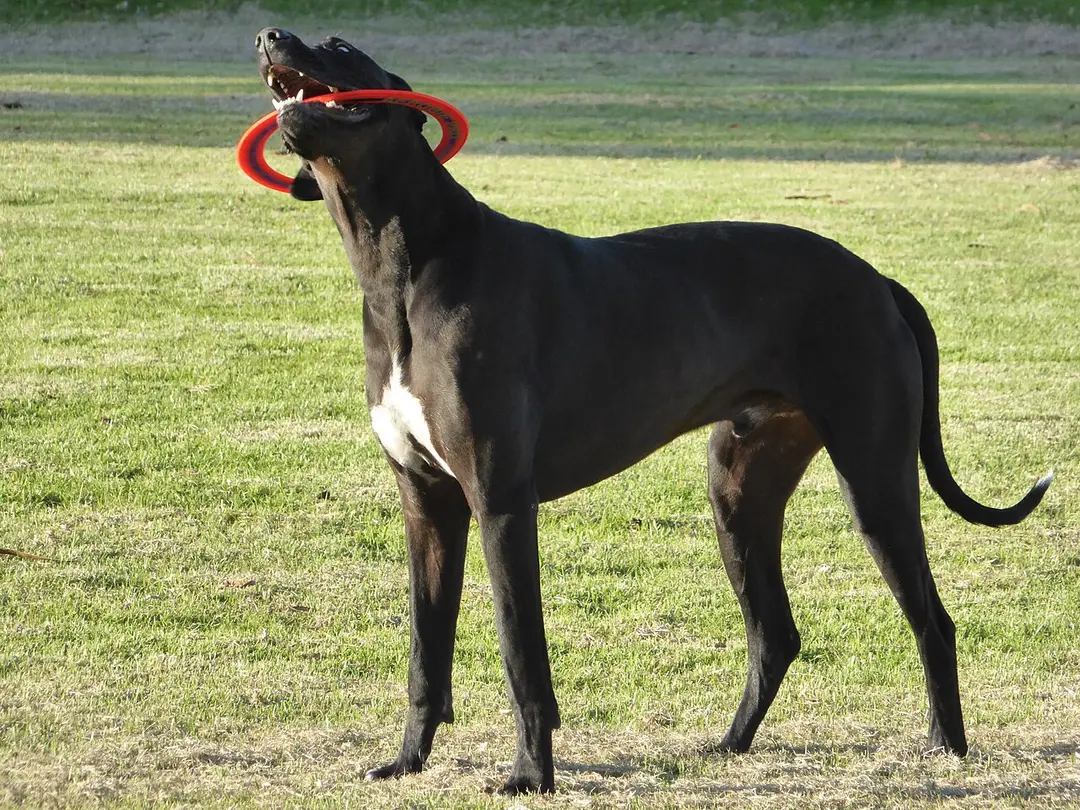 A Great Dane