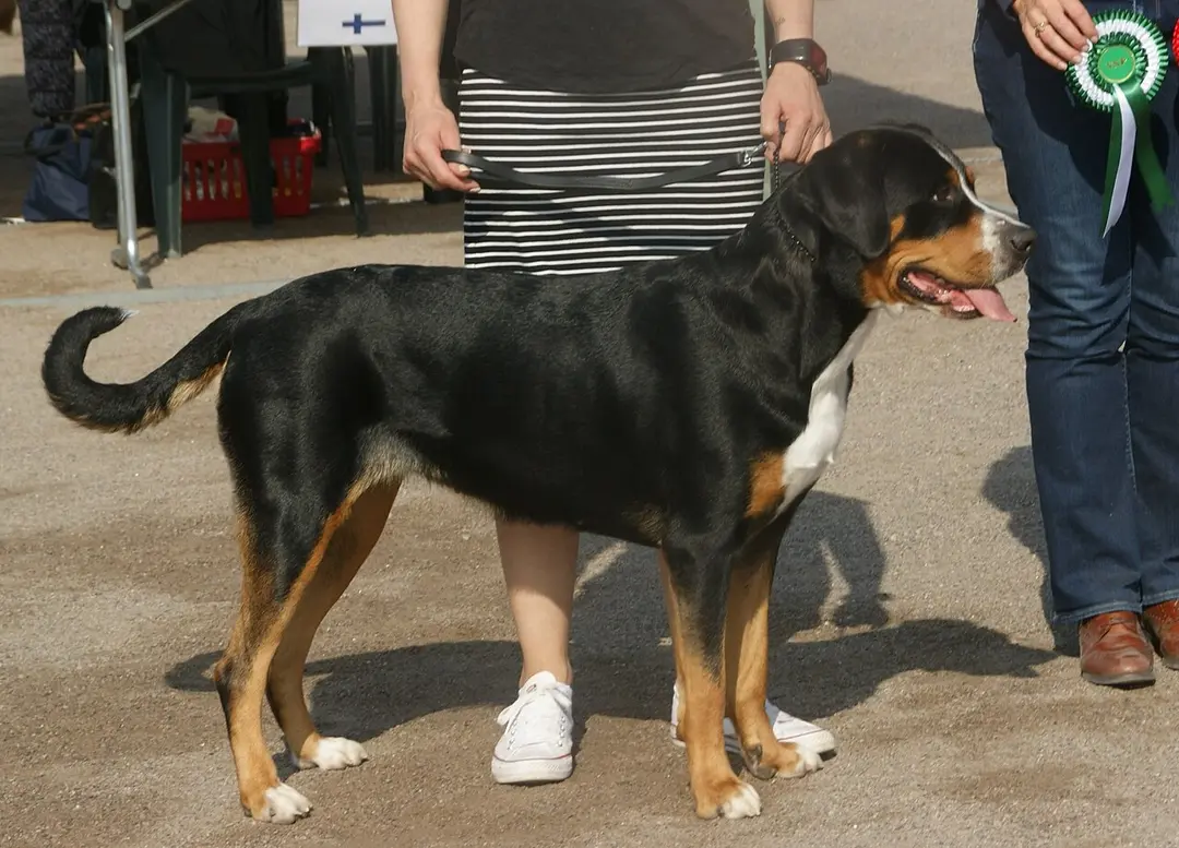 A Greater Swiss Mountain Dog