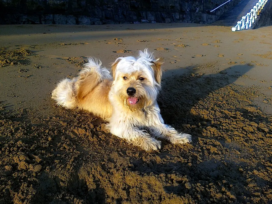 A Havanese
