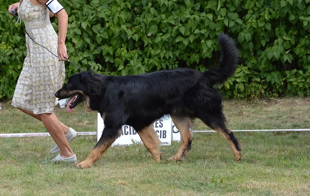 A Hovawart