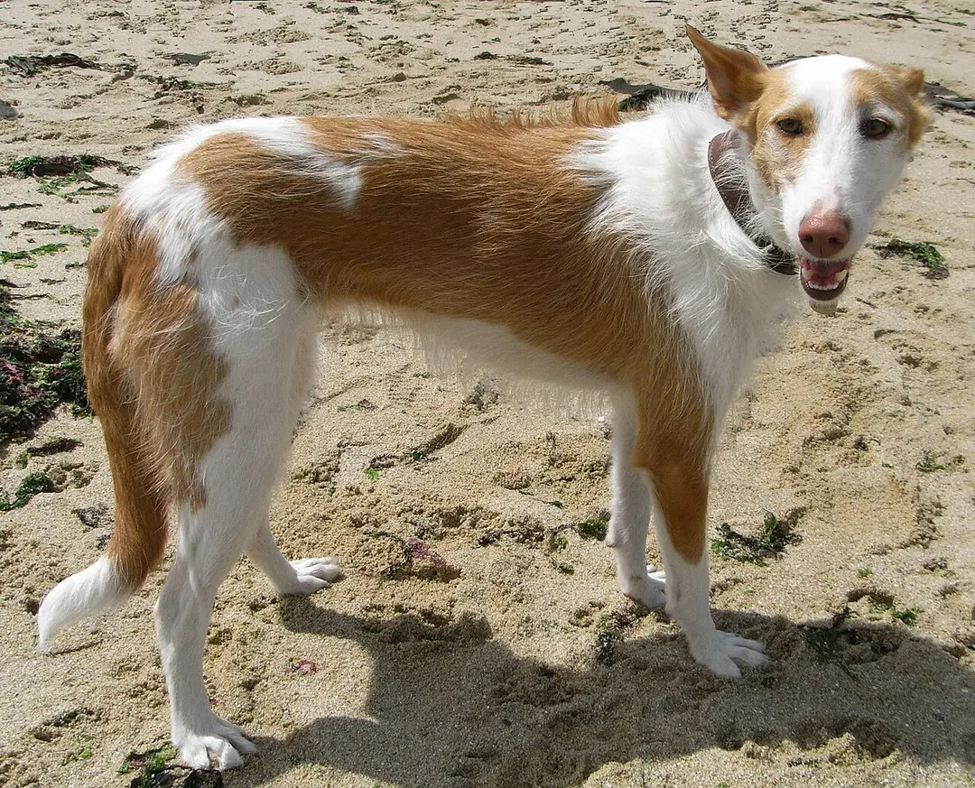 An Ibizan Hound