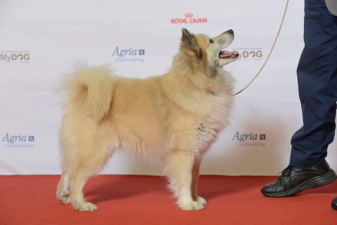 An Icelandic Sheepdog