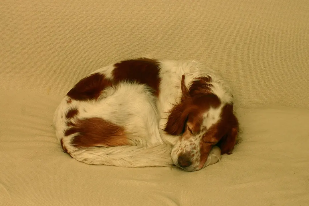 An Irish Red and White Setter