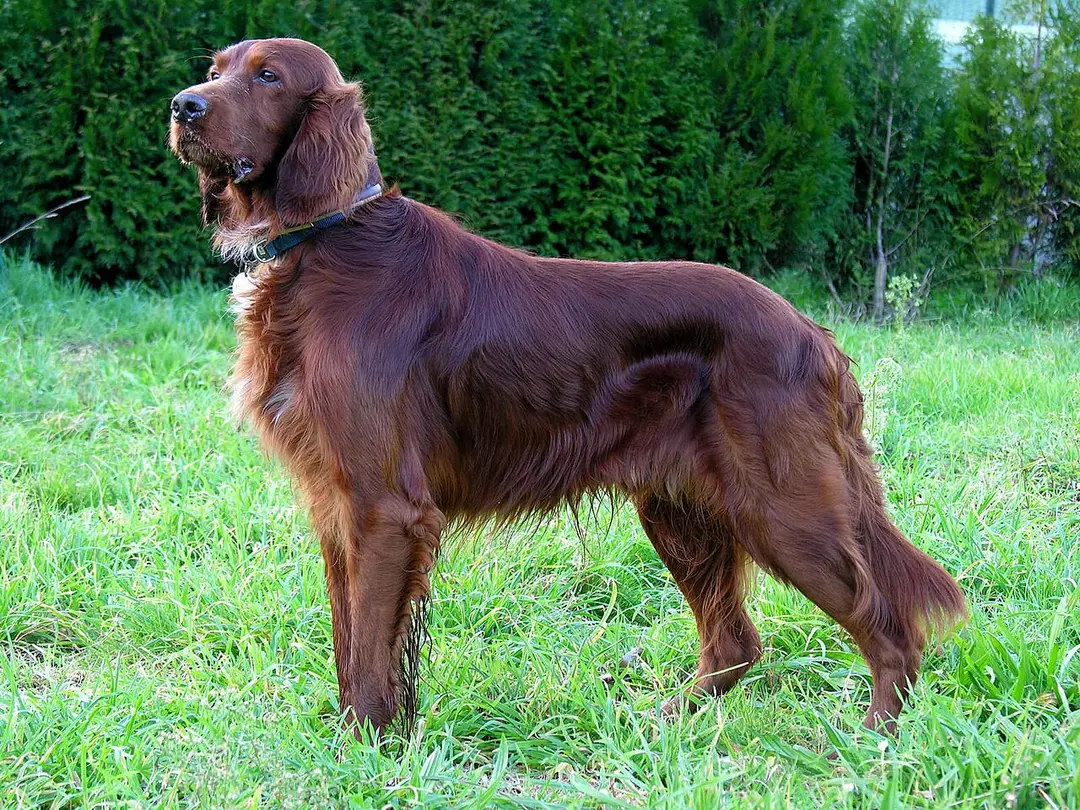 An Irish Setter