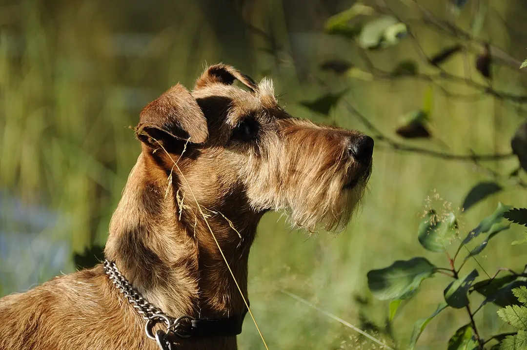 An Irish Terrier