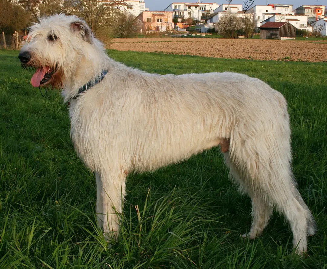 An Irish Wolfhound