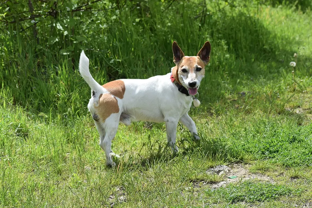 A Jack Russell Terrier