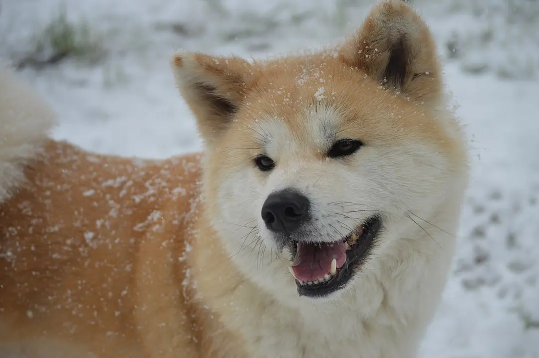 A Japanese Akita Inu