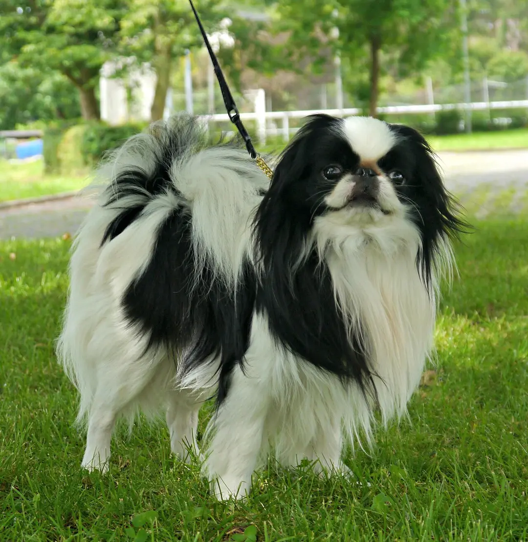 A Japanese Chin
