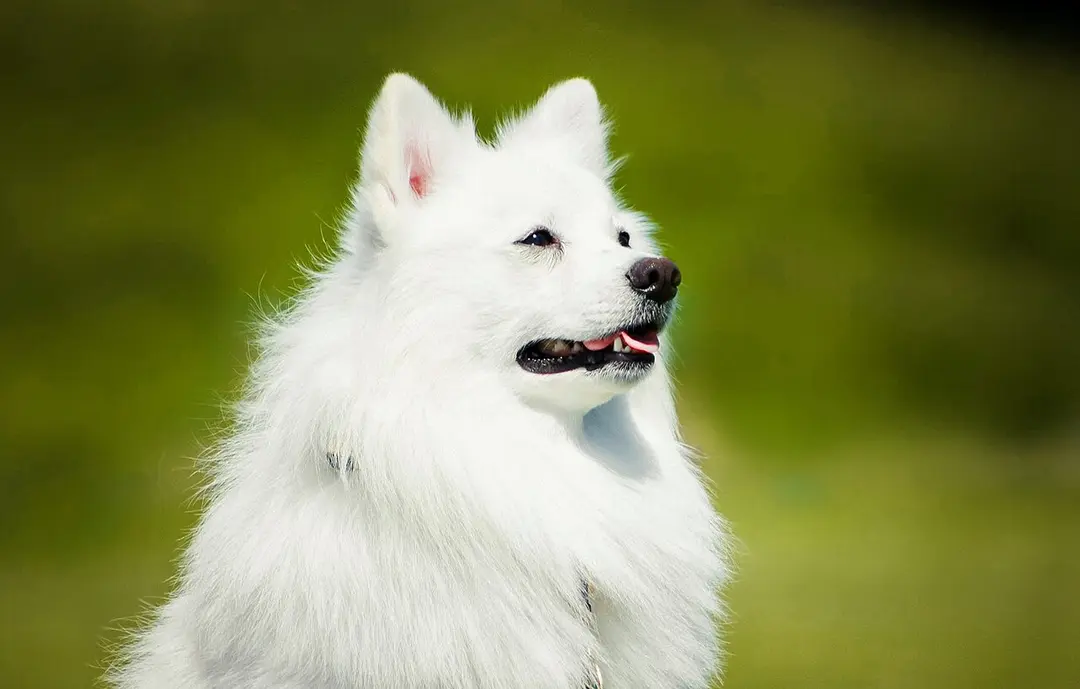A Japanese Spitz