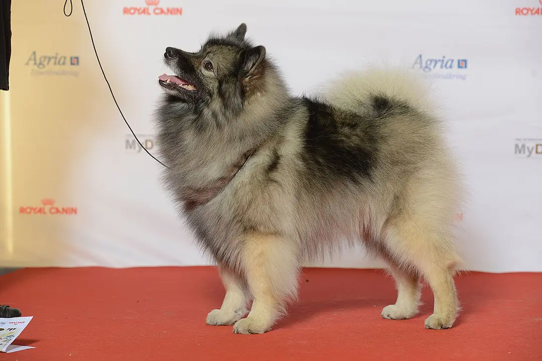 A Keeshond