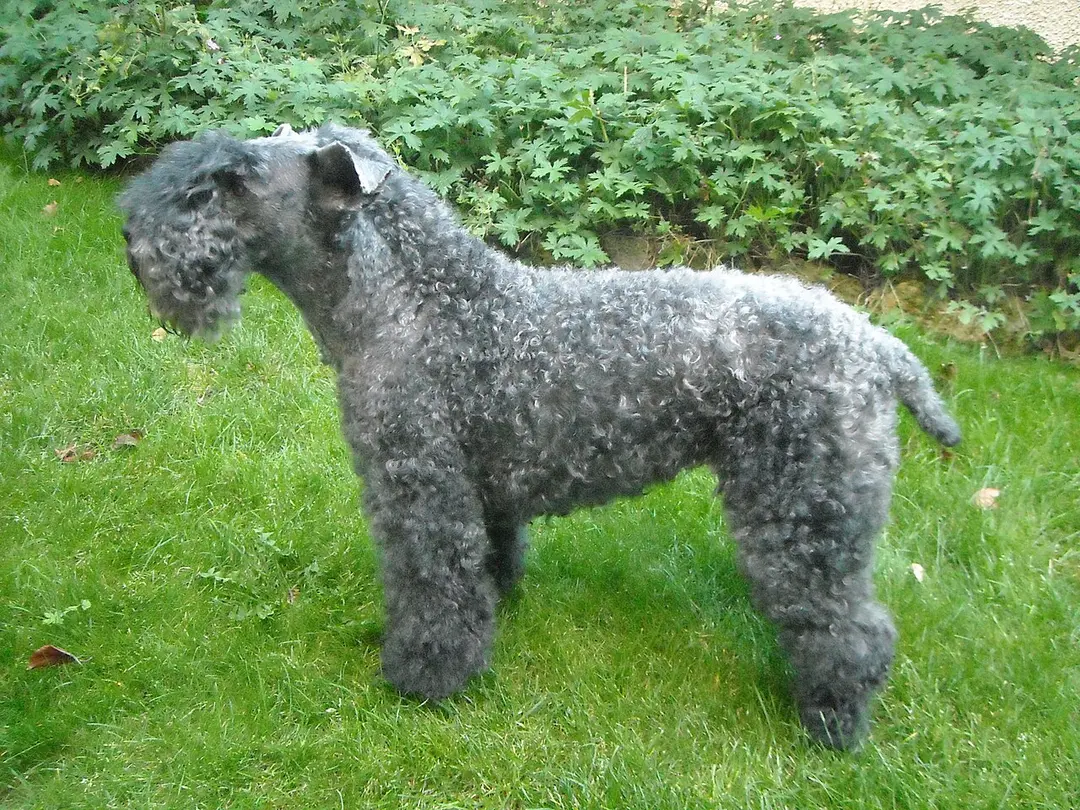 A Kerry Blue Terrier